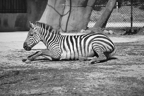 nap-time